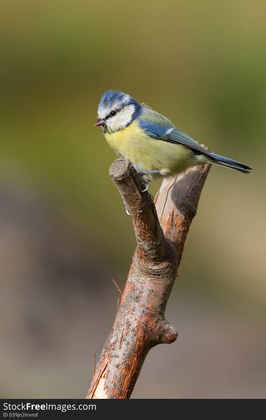 Blue Tit (Parus caeruleus) perched on a branch