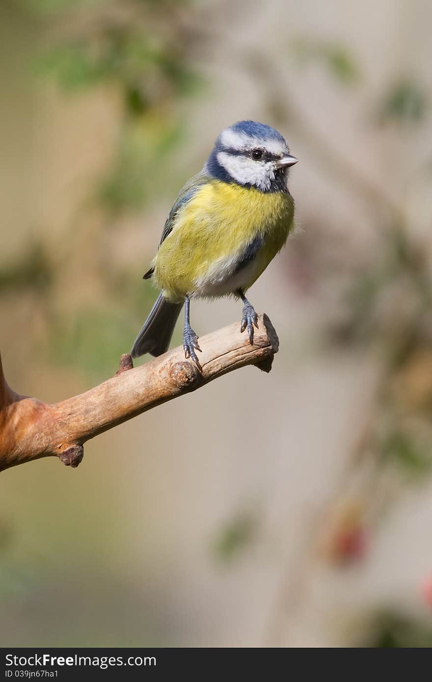 Blue Tit (Parus caeruleus) perched on a branch