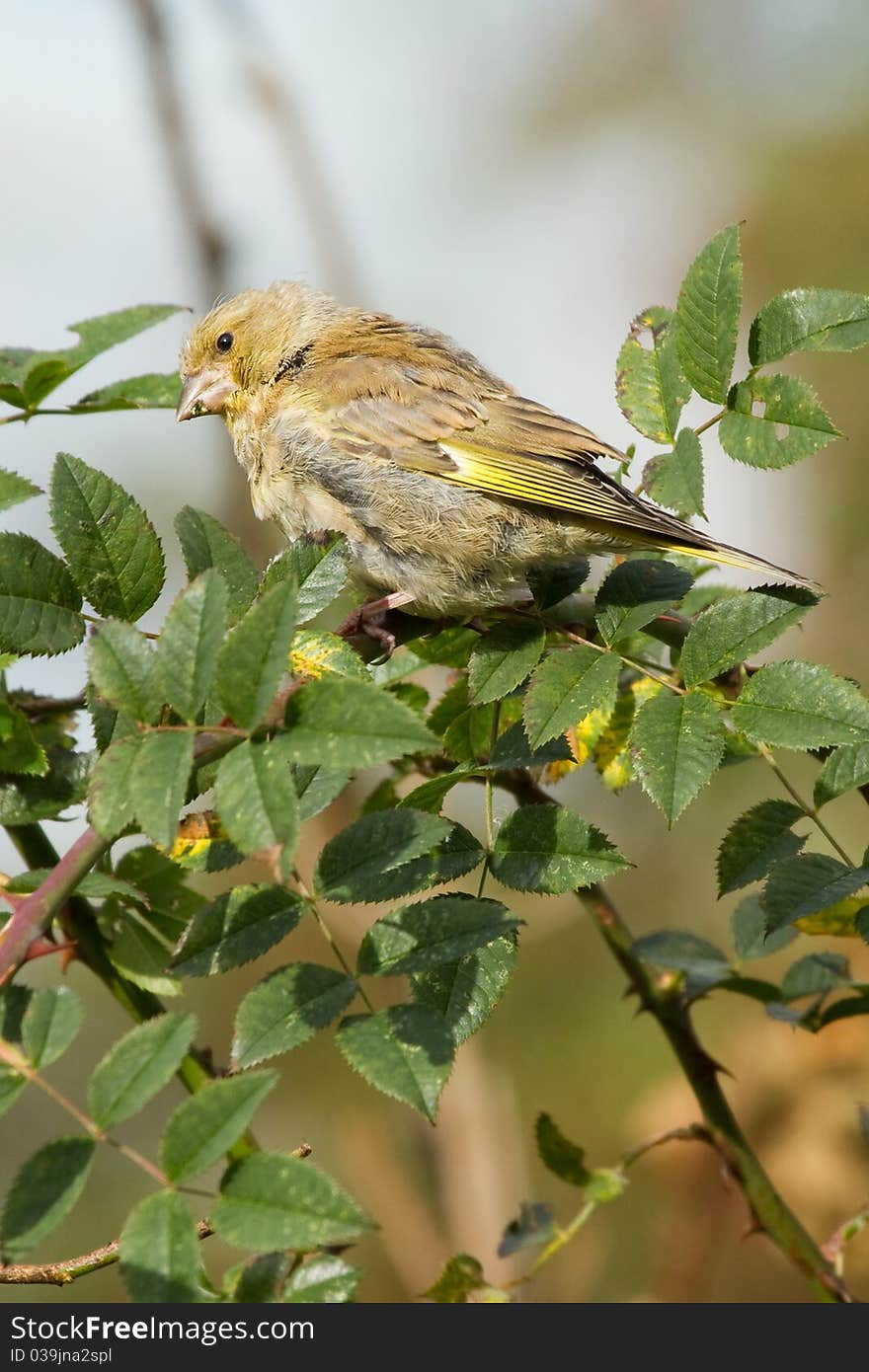 Greenfinch