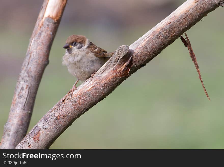 Tree Sparrow