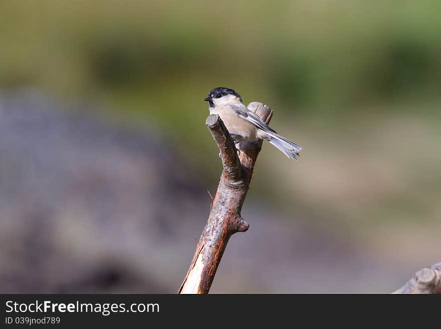 Willow Tit