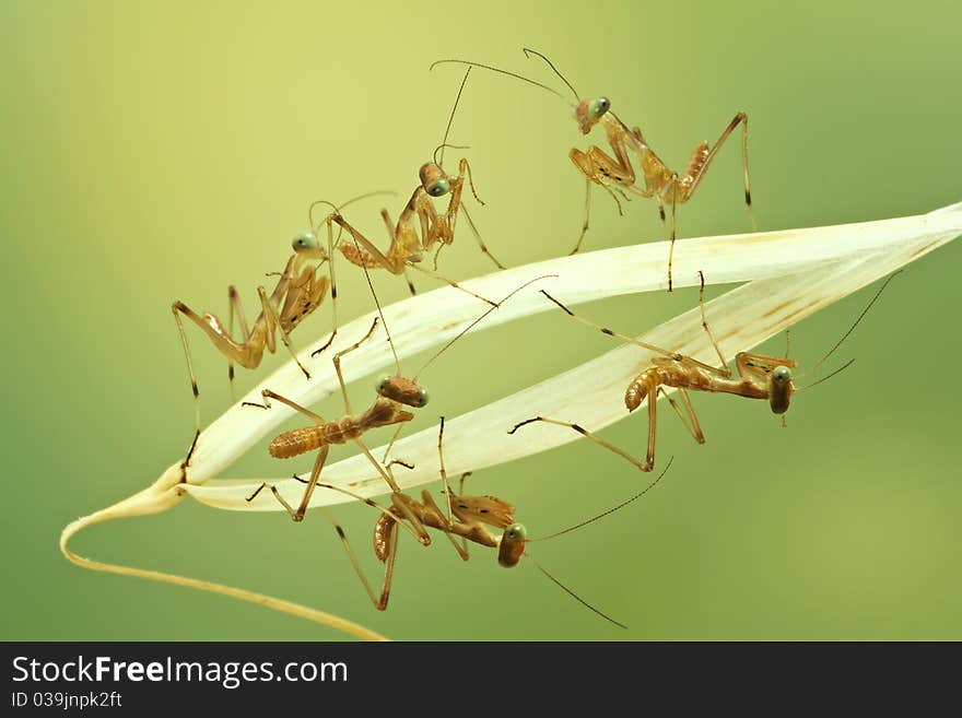 Macro of little praying mantises Macro photo with high magnification