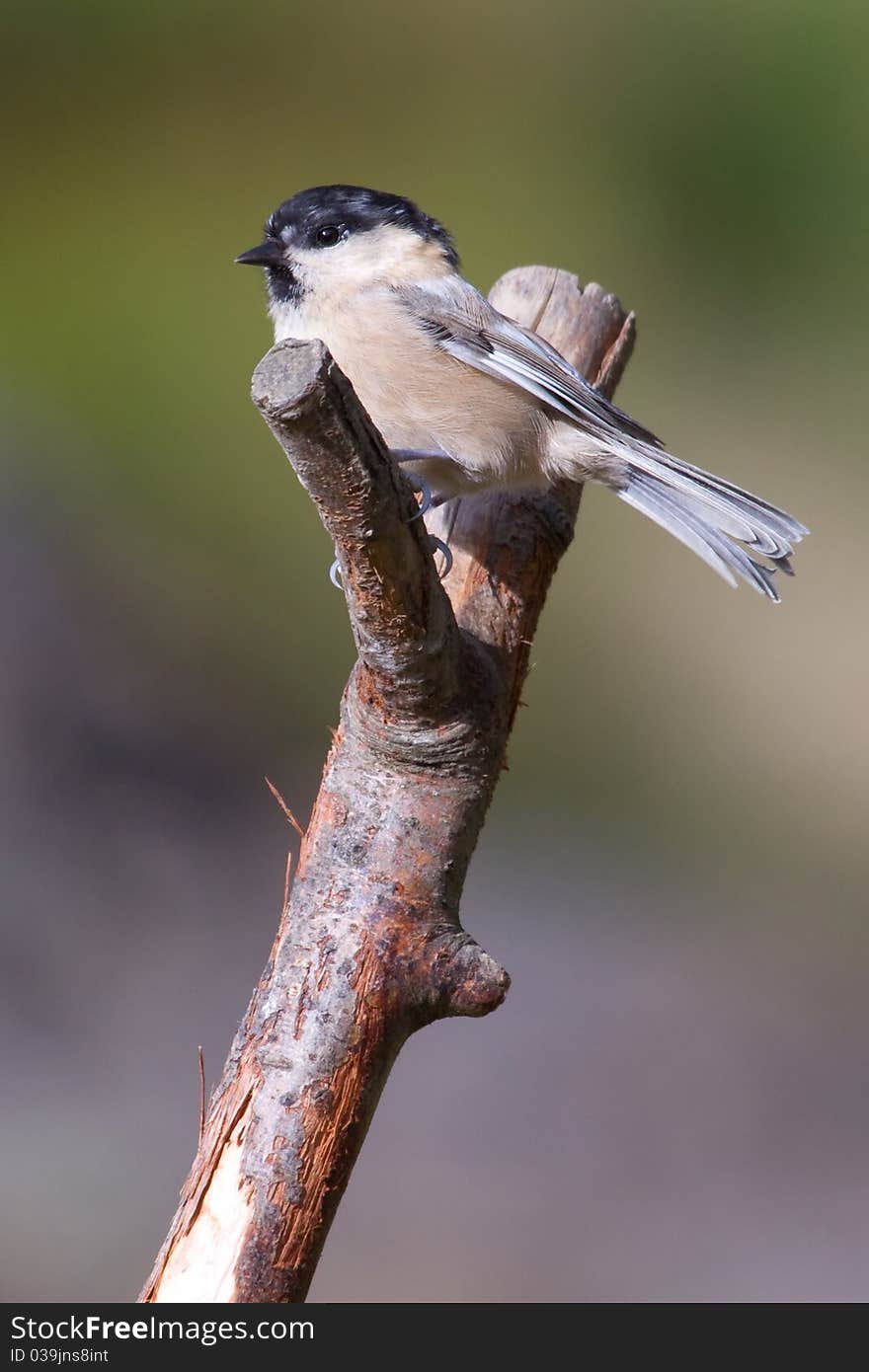 Willow Tit