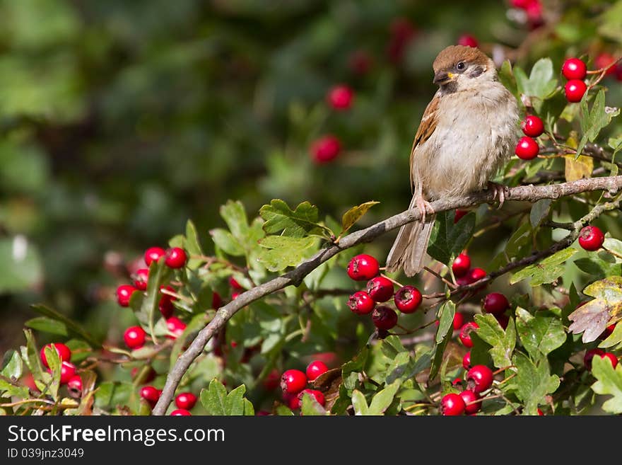 Tree Sparrow