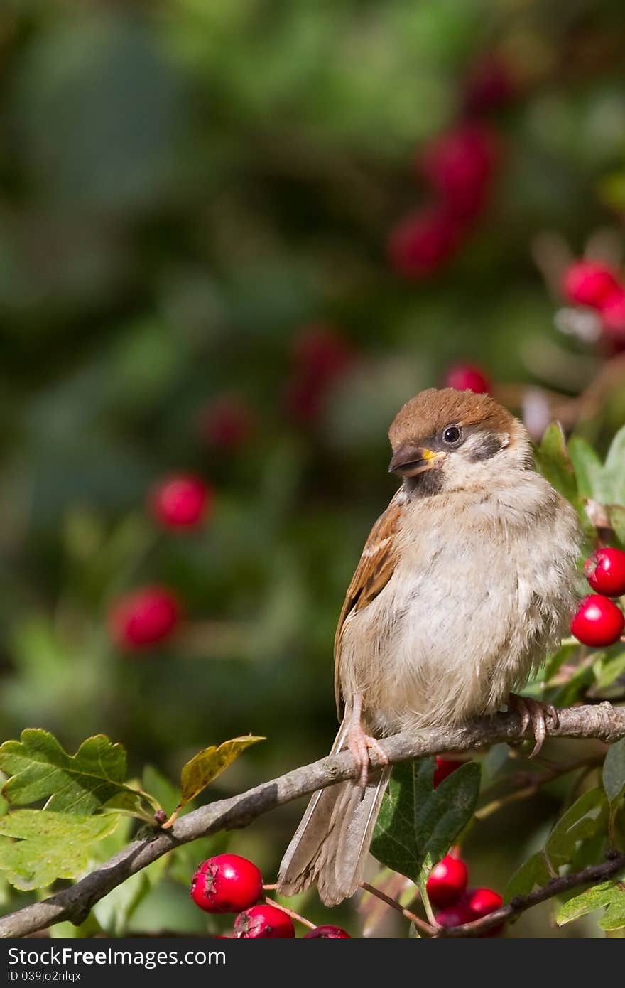 Tree Sparrow