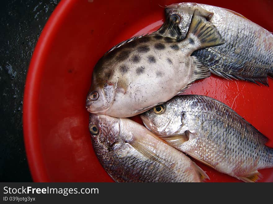 Marine fish, marine fish from the sea salvage back, very fresh; now lying in the market, waiting for people to purchase. Fish, is that people particularly like to eat marine life.