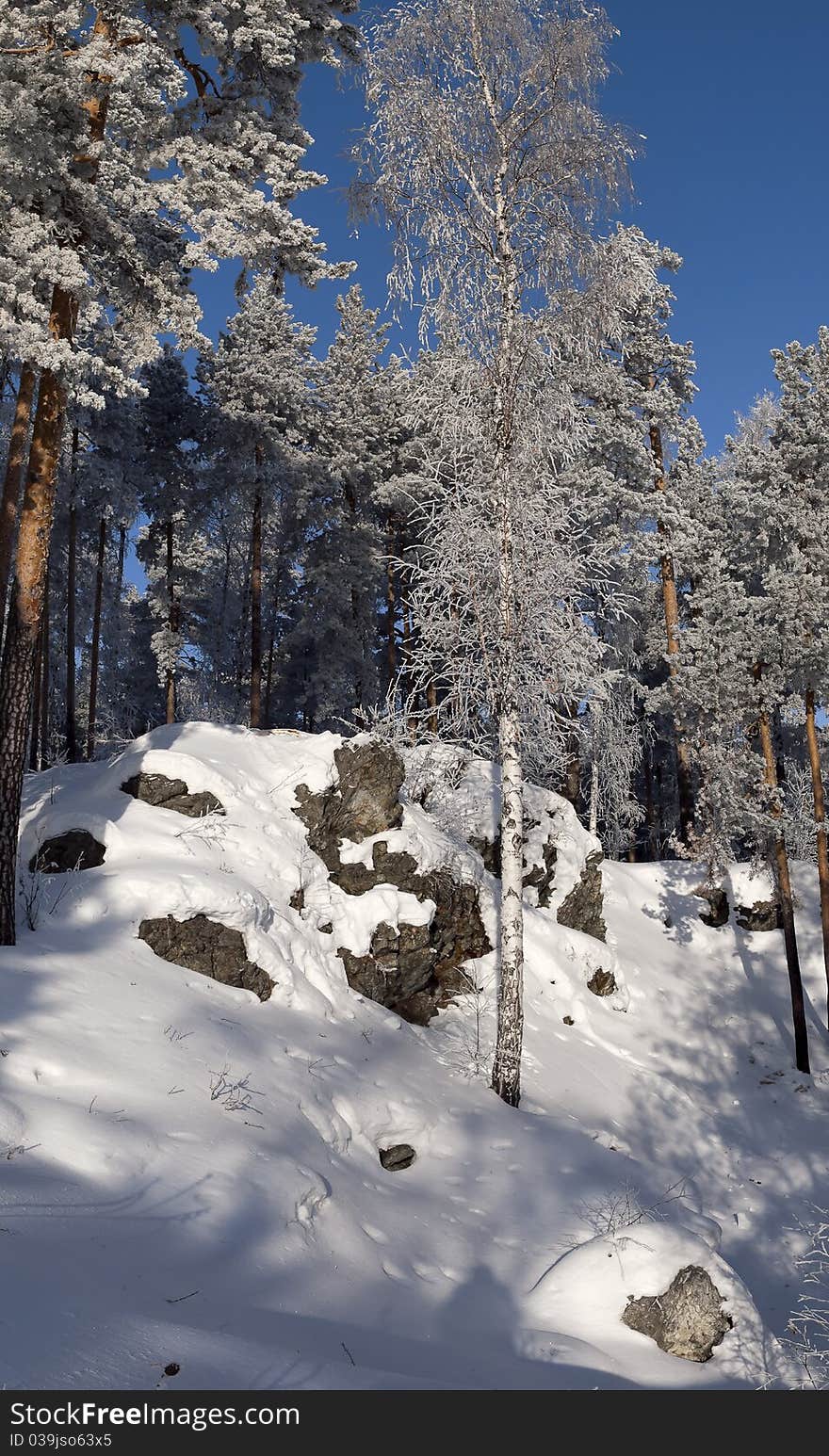 Winter Ural wood.