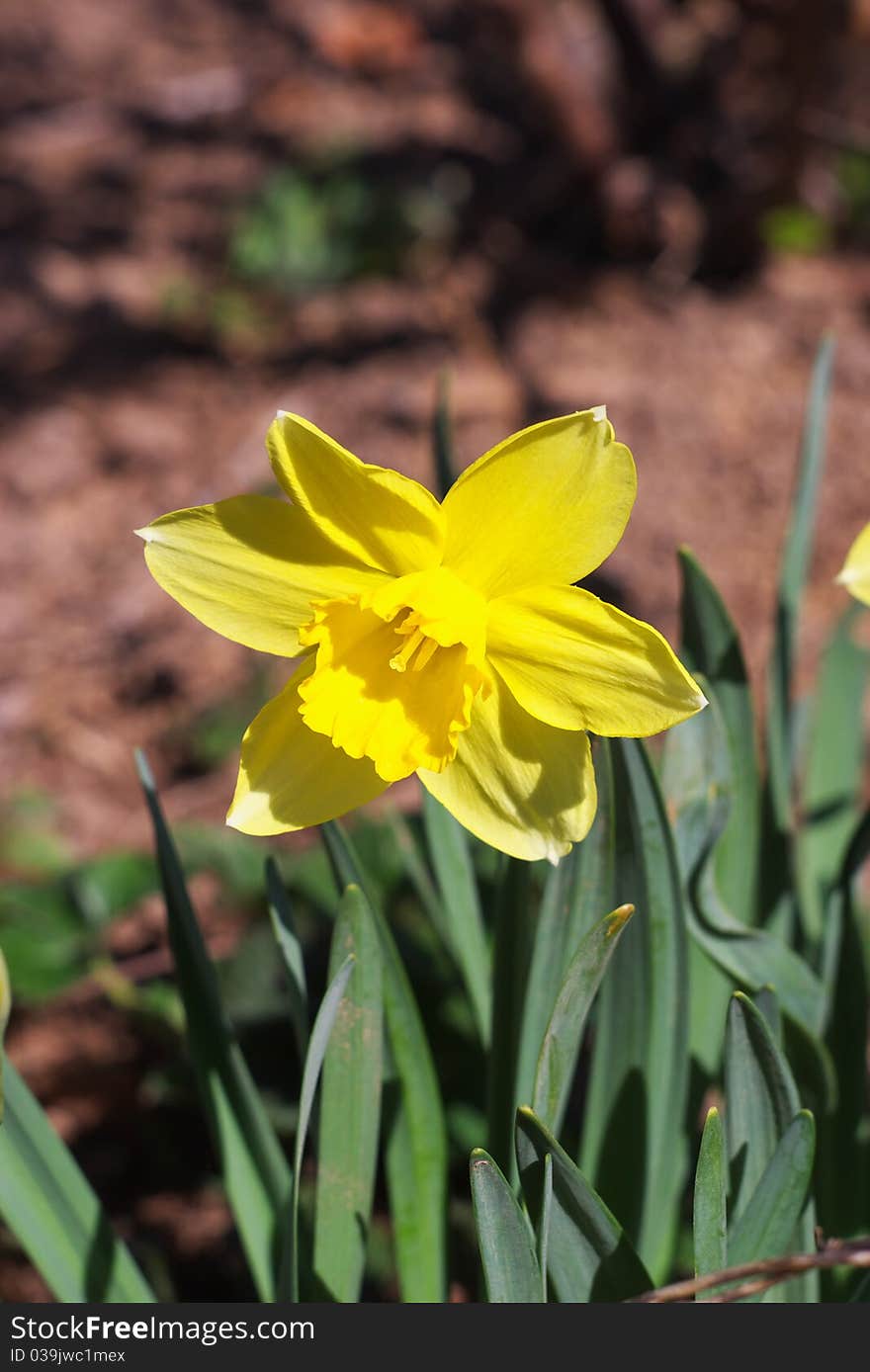 Yellow Narcissus