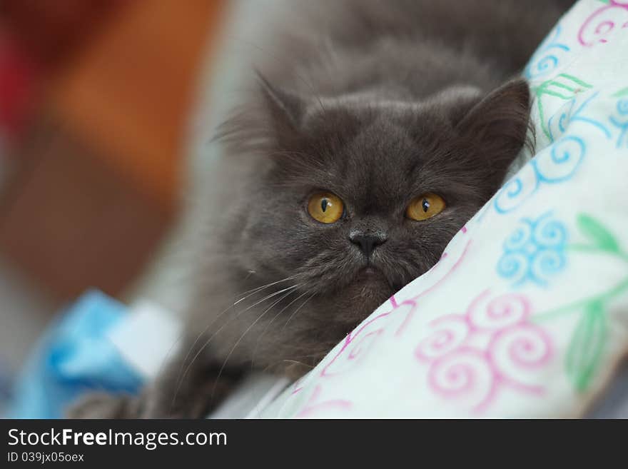 Photo of the persian cat