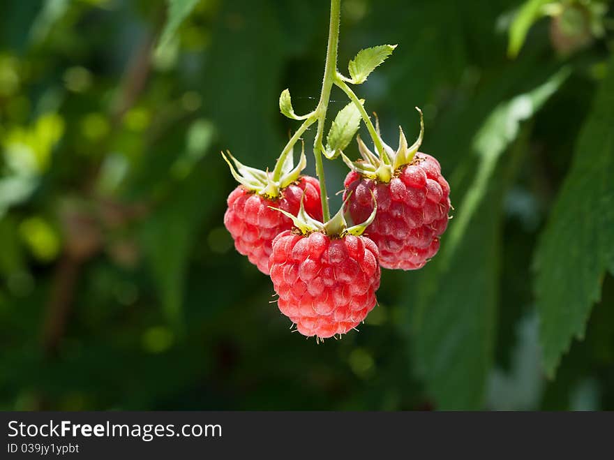 Growth Raspberrys