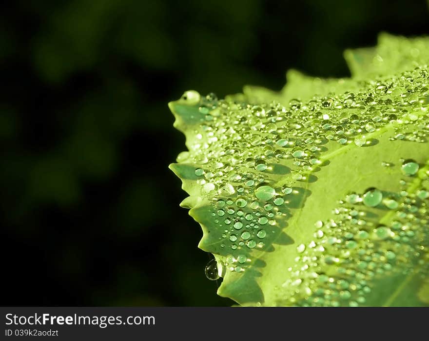 Fresh water drops on green leaf