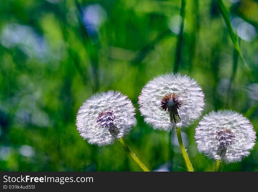 Dandelion flowers on a background of green grass