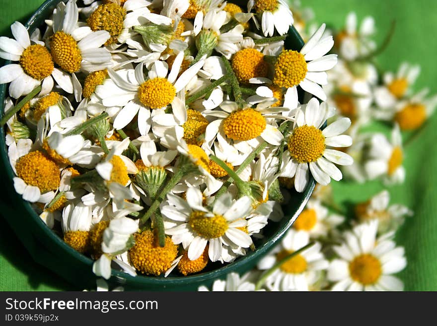 Camomile flowers on the green plate. Camomile flowers on the green plate