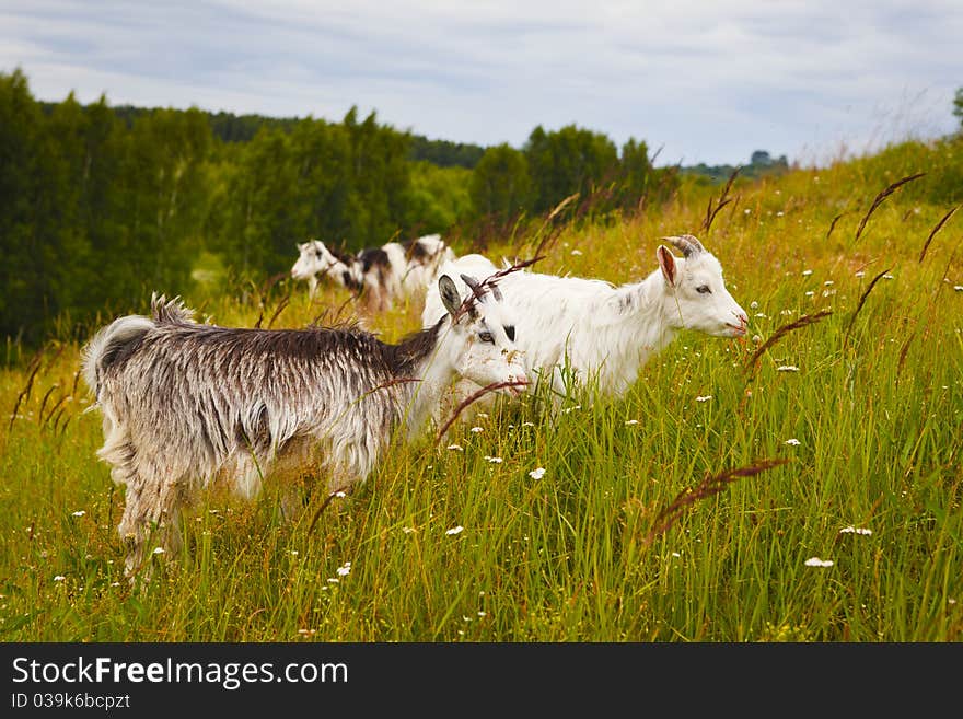 Little goats at the pasture