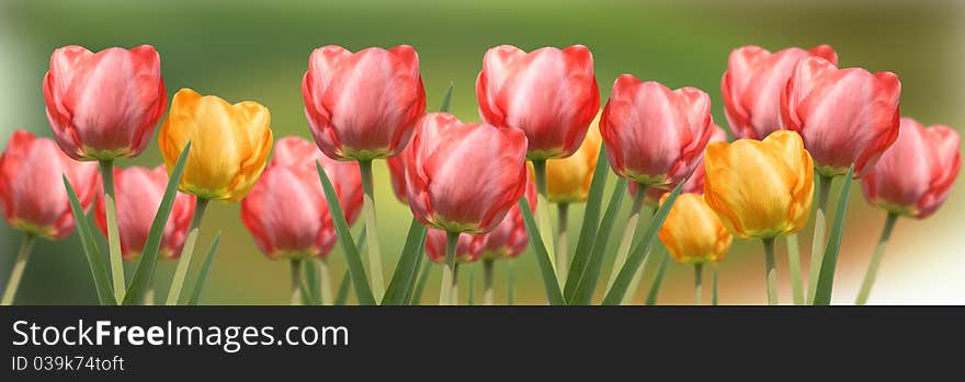 Red and yellow tulips panorama