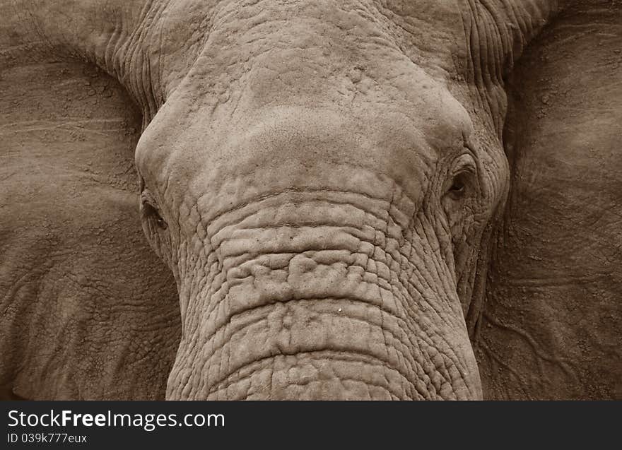 Close up of an elephant. Close up of an elephant