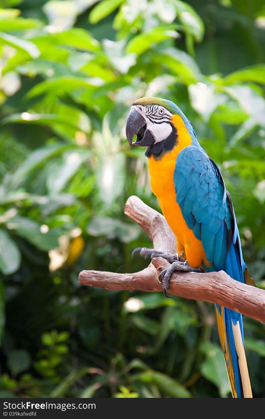 Parrot Standing On Branches