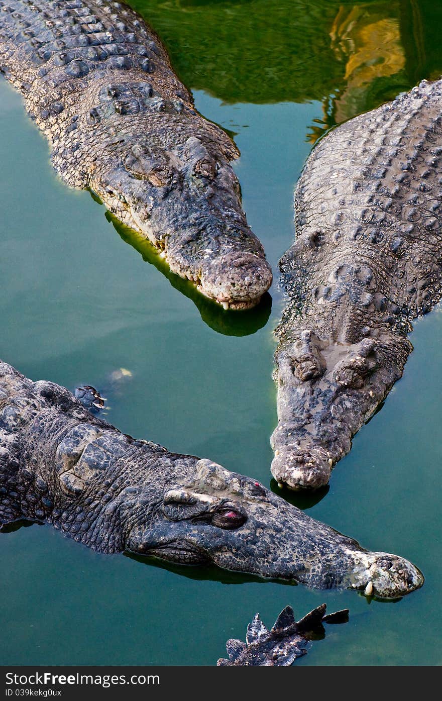 Three crocodiles in green water, Thailand.