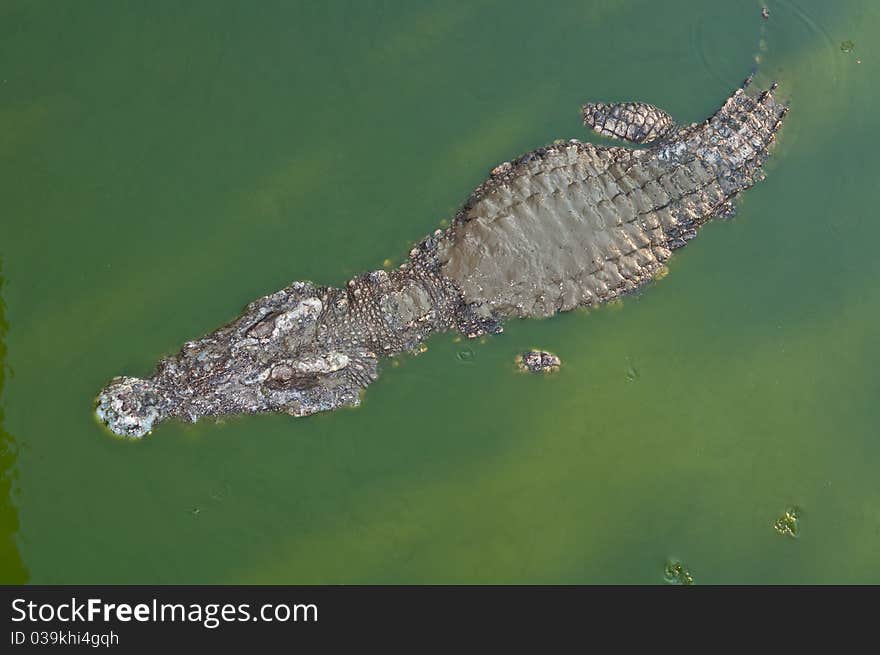 The crocodile in green water, Thailand.