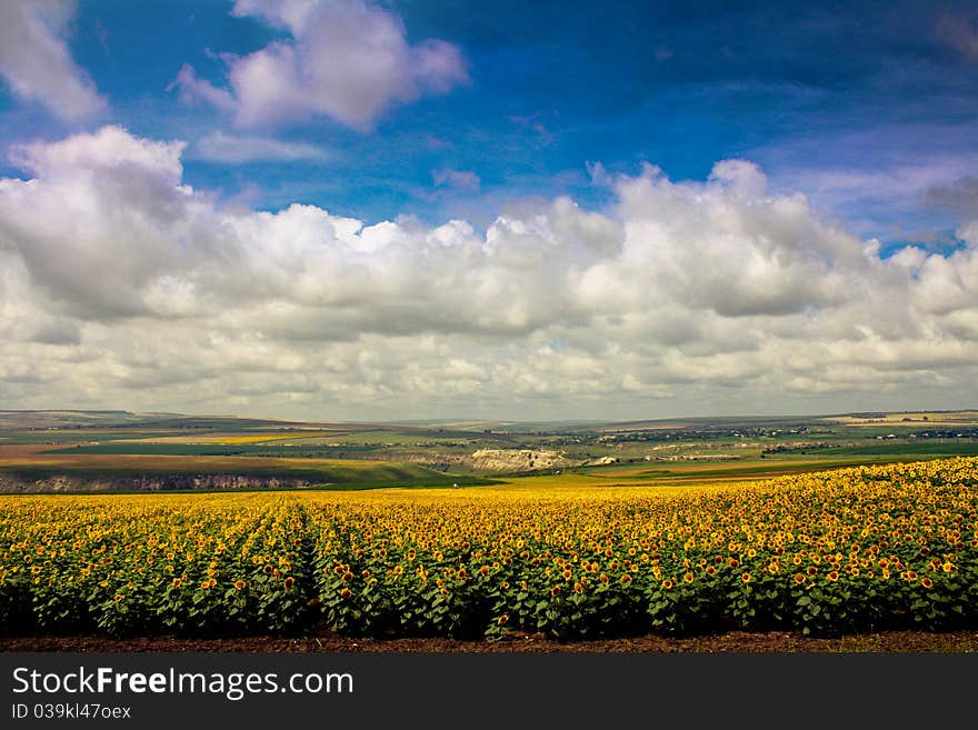 Sunflowers field