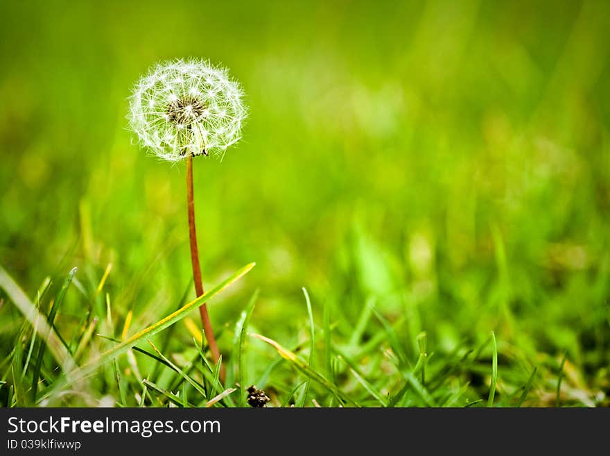 Fluffy dandelion in a green meadow