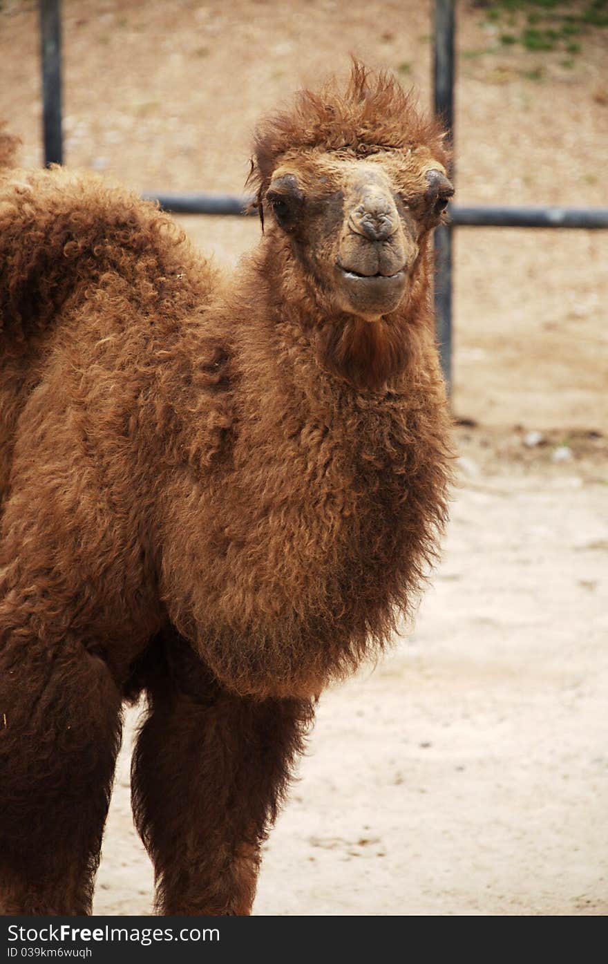 Baby Bactrian camel