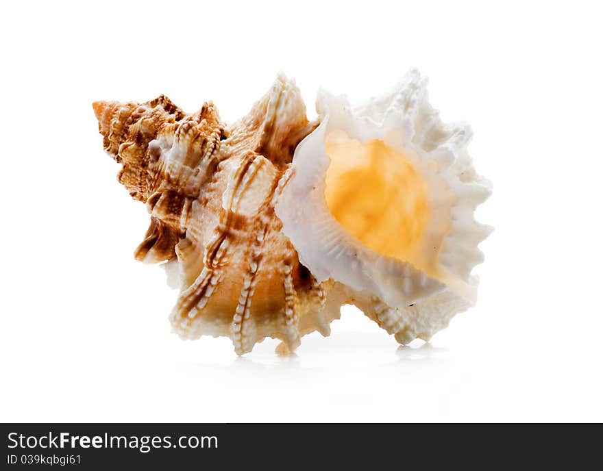 Clamshell on a white background isolated. Clamshell on a white background isolated