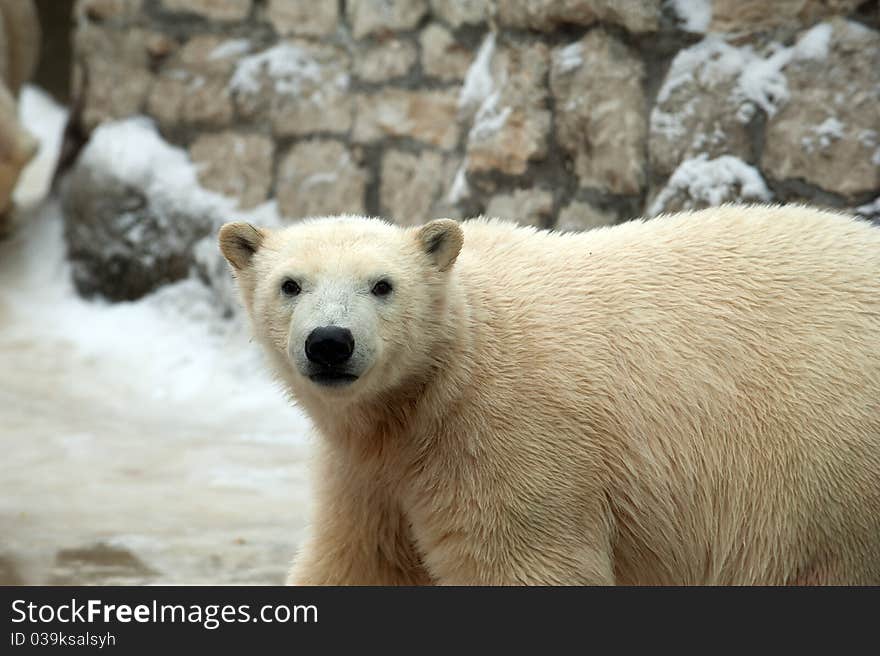 Polar bear