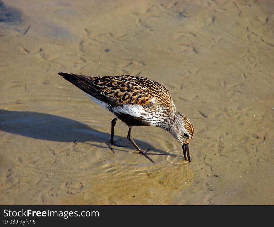 Sandpiper looks for a food