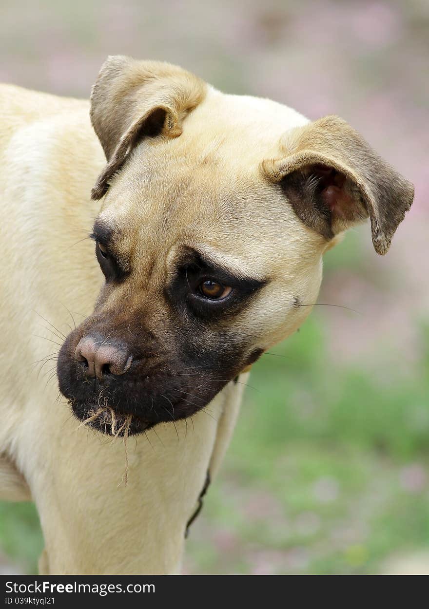 Bull-mastiff dog puppy in angry mood.