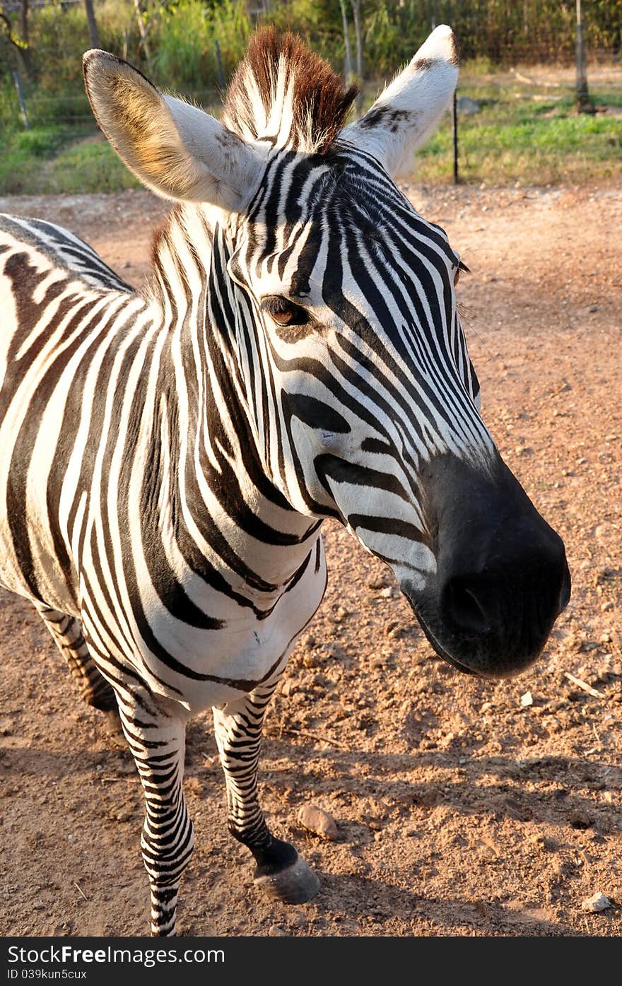 The young zebra in the zoo