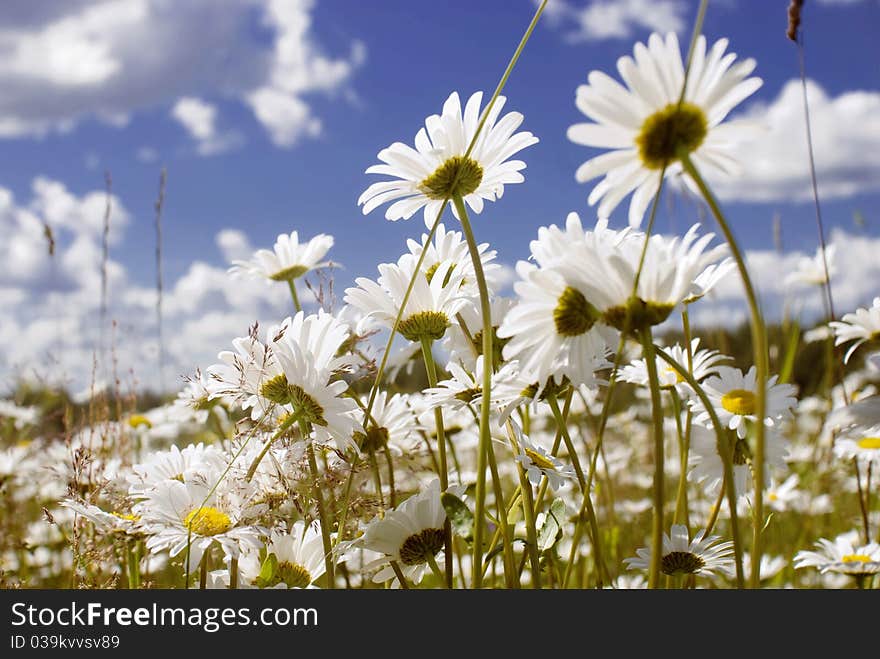 Daisy Field