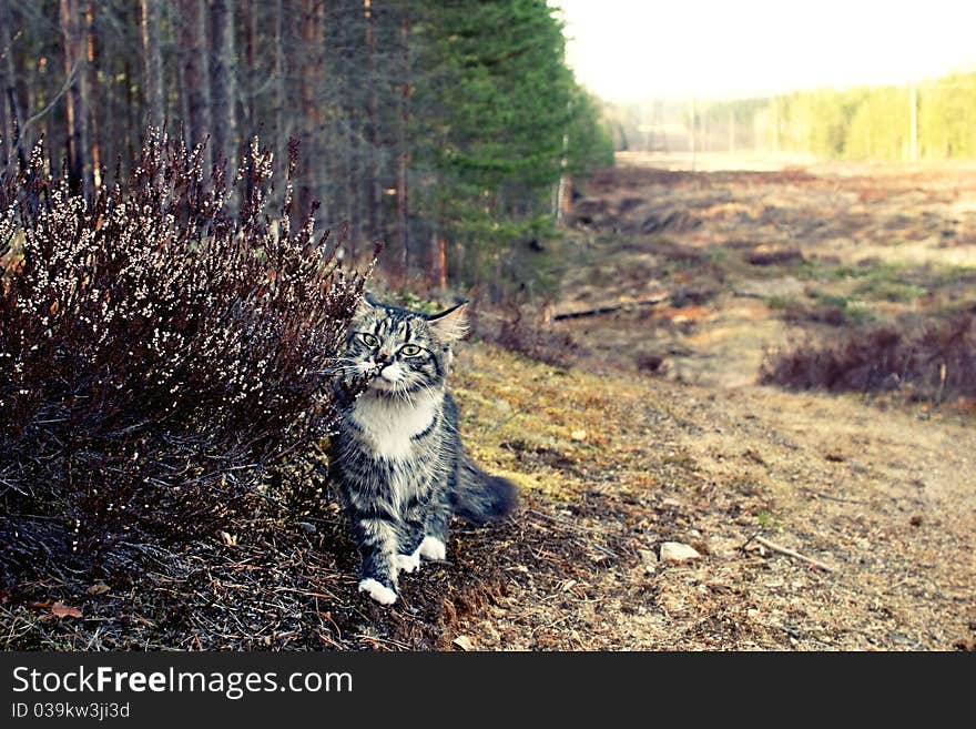 Cat And Heather