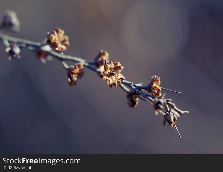 Withered flowers