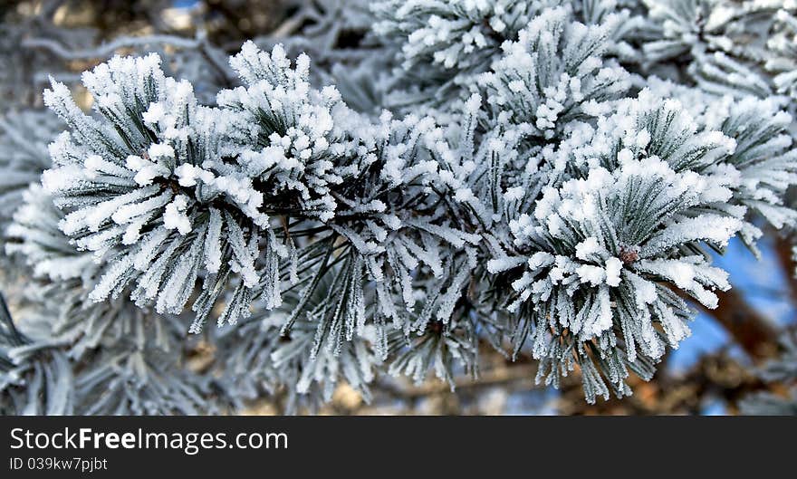 Pine tree branches covered with snowfrost close up