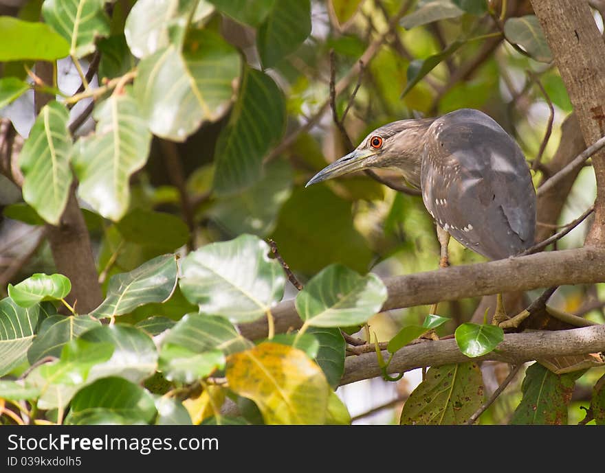 A Black-crowned Night Heron appears briefly in the dense Gambian riverine forest. A Black-crowned Night Heron appears briefly in the dense Gambian riverine forest.