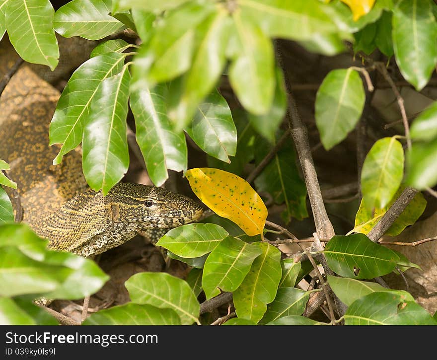 A Nile Monitor (varanus niloticus) appears briefly among the dense riverine vegetation of the Gambia river in The Gambia. A Nile Monitor (varanus niloticus) appears briefly among the dense riverine vegetation of the Gambia river in The Gambia.