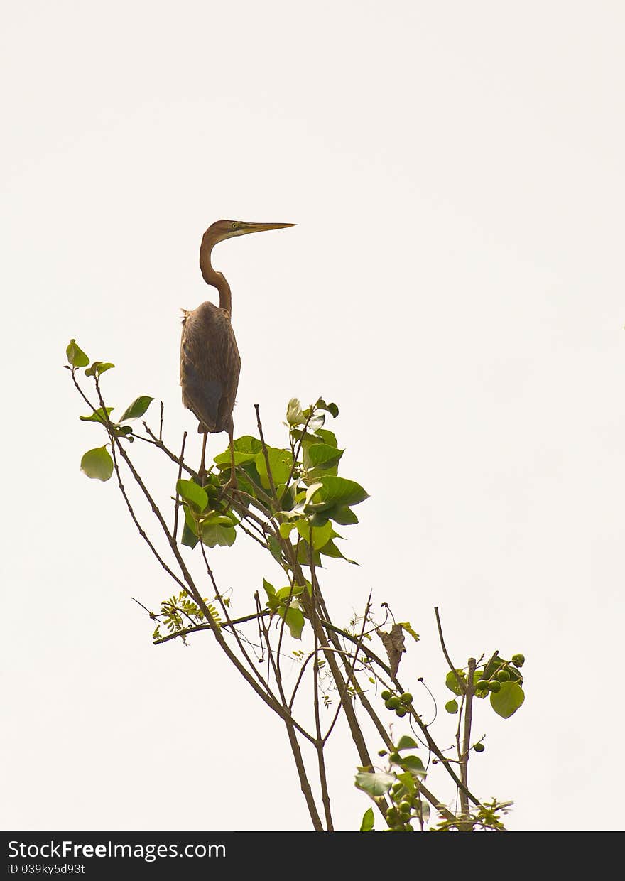 A Purple Heron (Ardea purpurea) stands out beautifully against the morning sun at the Gambia river. A Purple Heron (Ardea purpurea) stands out beautifully against the morning sun at the Gambia river.