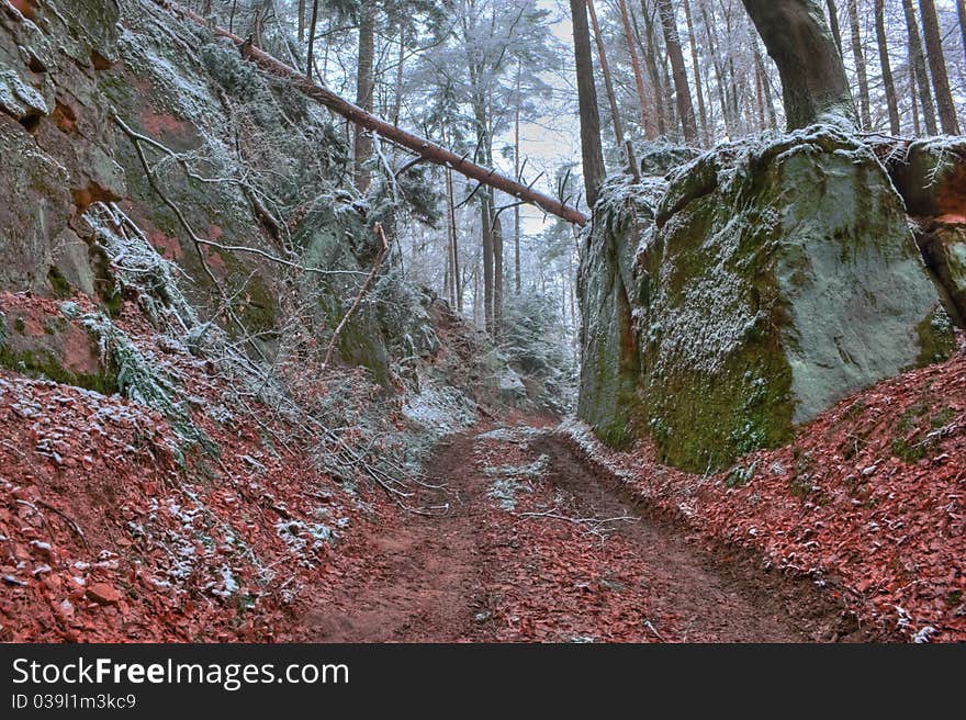 A small road through the forest in winter