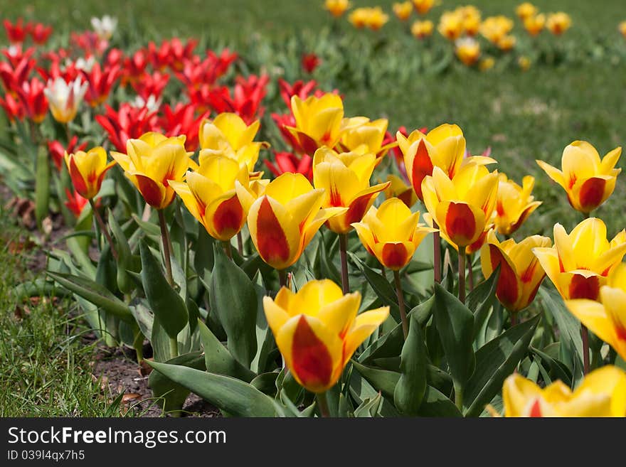 Colorful Yellow and Red Tulips on a sunny day