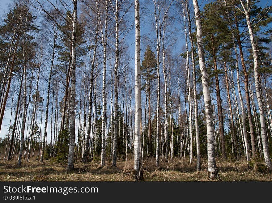 Birch trees in a summer forest in sunny day