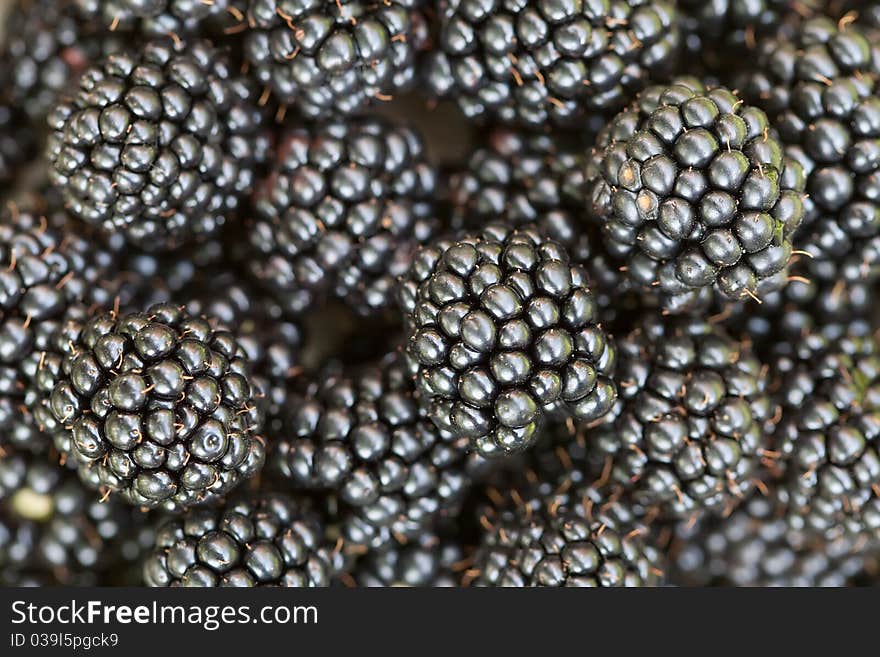 Background many black berries of blackberry