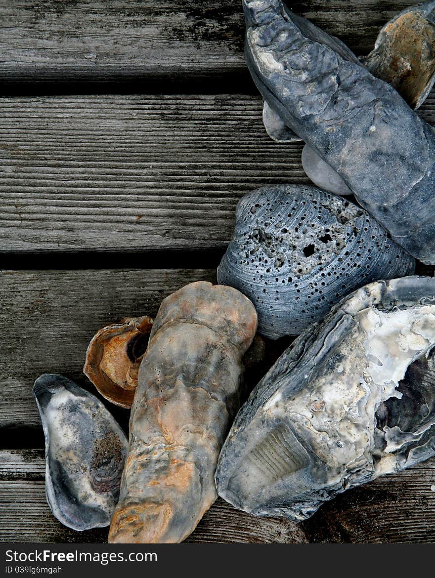 Seashells in grays, silvers and golds on a wooden cedar deck. Seashells in grays, silvers and golds on a wooden cedar deck