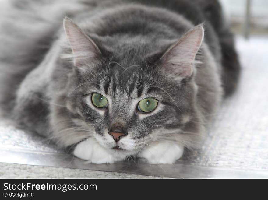 Laying Grey Tabby