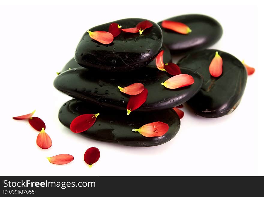 Chrysanthemum petals on stones in water droplets