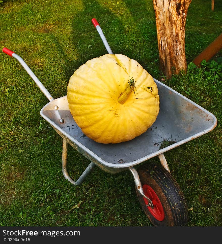 Huge ripe pumpkins in the garden cart.