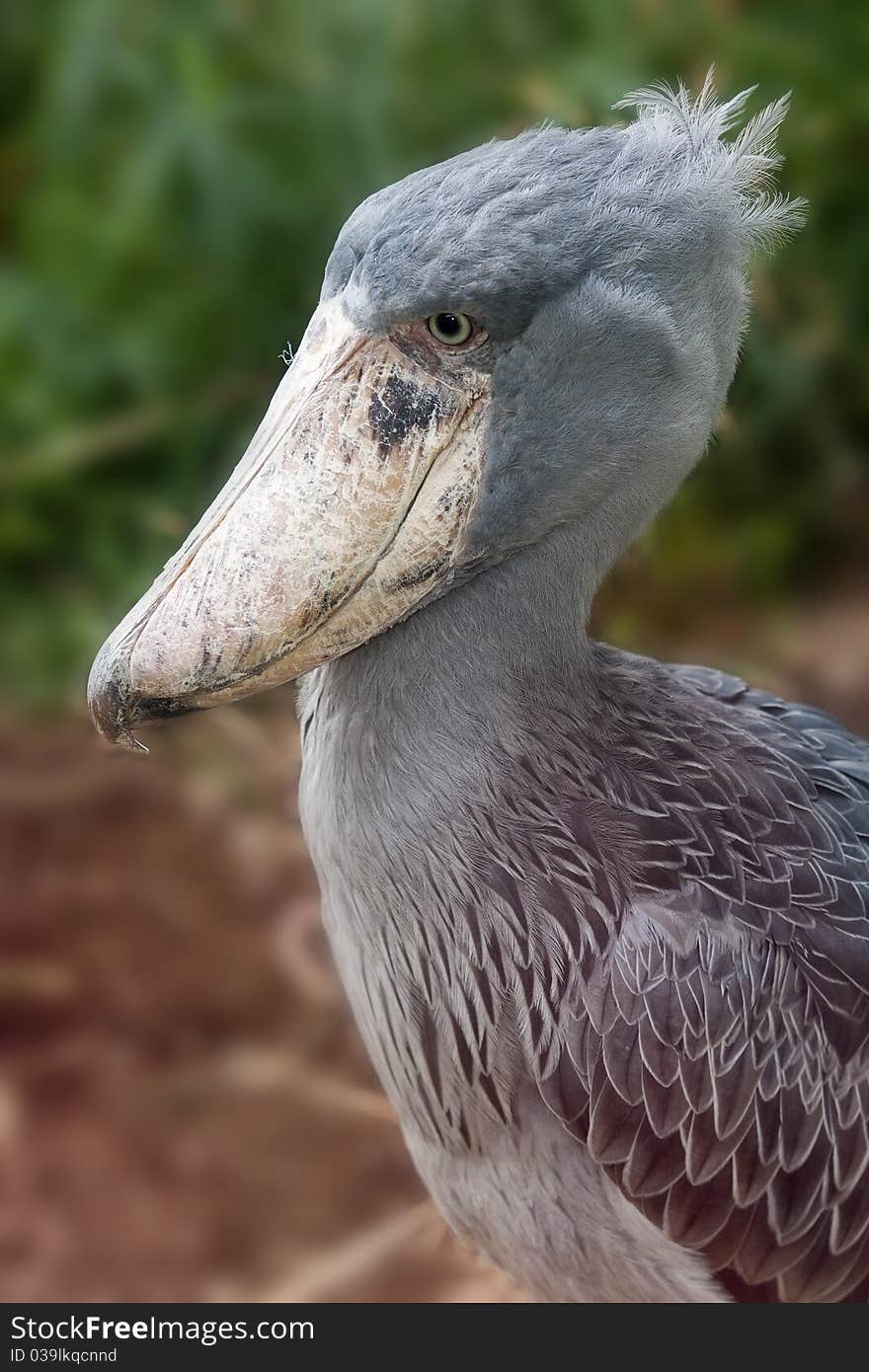 Detail of Shoebill - Balaeniceps rex