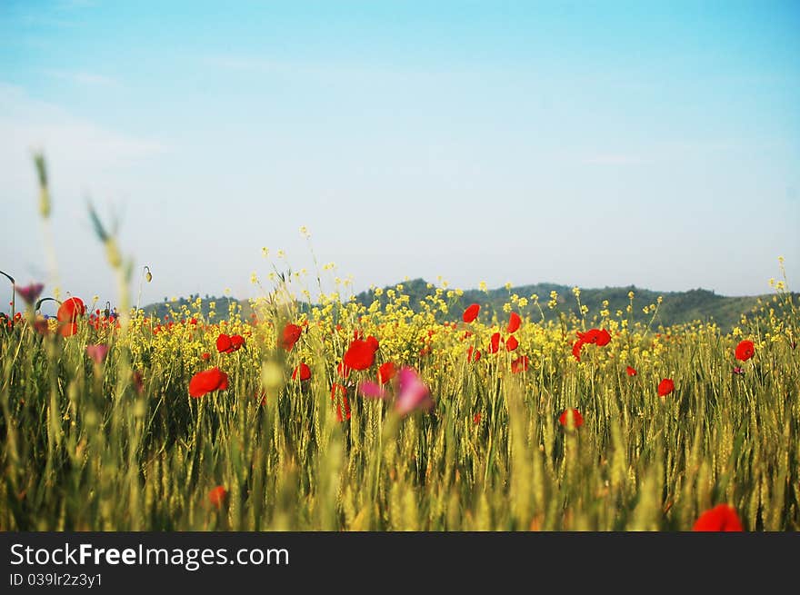 Red poppies and rapeseed flowers growing on a wheat field. Red poppies and rapeseed flowers growing on a wheat field