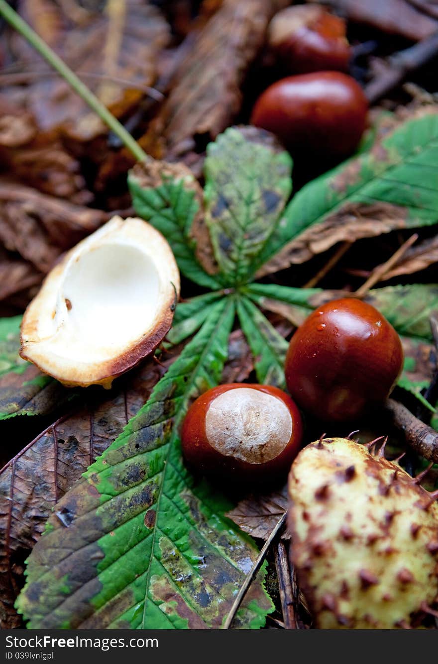 Composition of autumn chestnuts and leaves