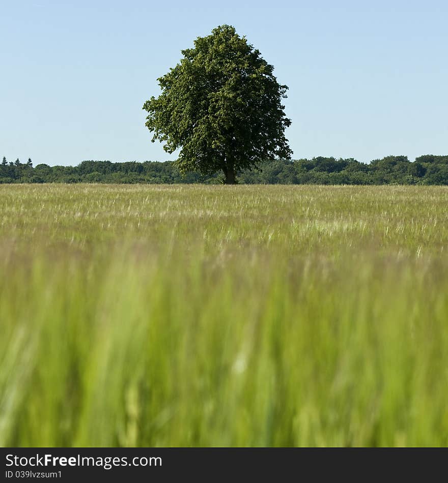 Green solitaty  tree